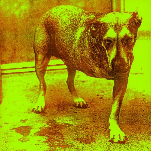 Alice in Chains by Alice in Chains: album artwork